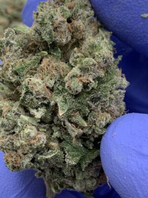 -Chocolate Mintz from Bay Flower